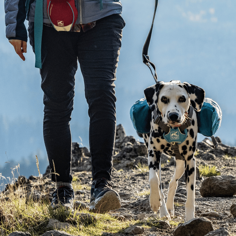 Best Dog Backpacks for Real Adventure Dogs